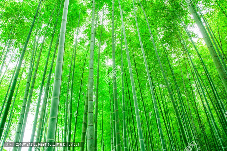 竹