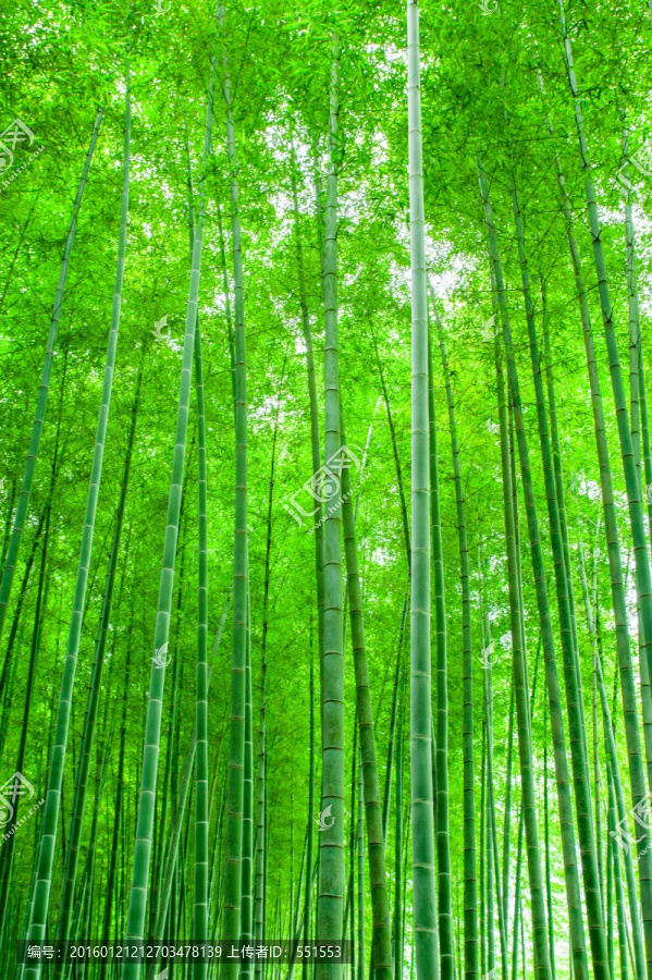 竹