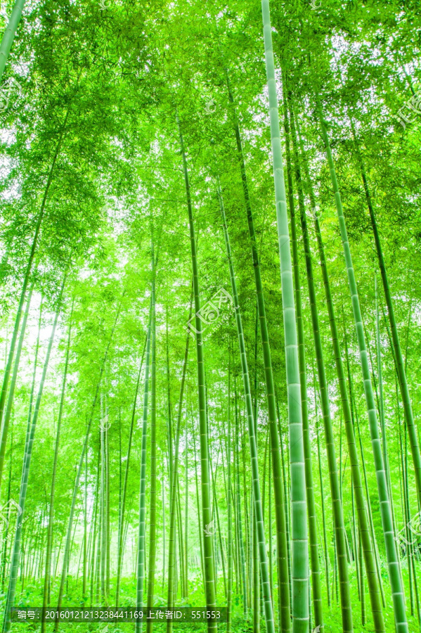竹