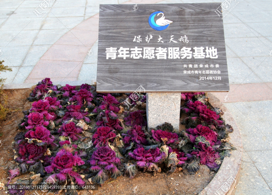 保护天鹅,志愿者