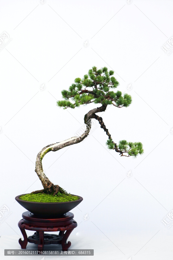 黄杨盆景