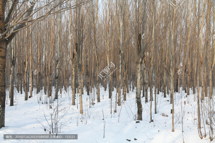 冬季树林,白雪覆地