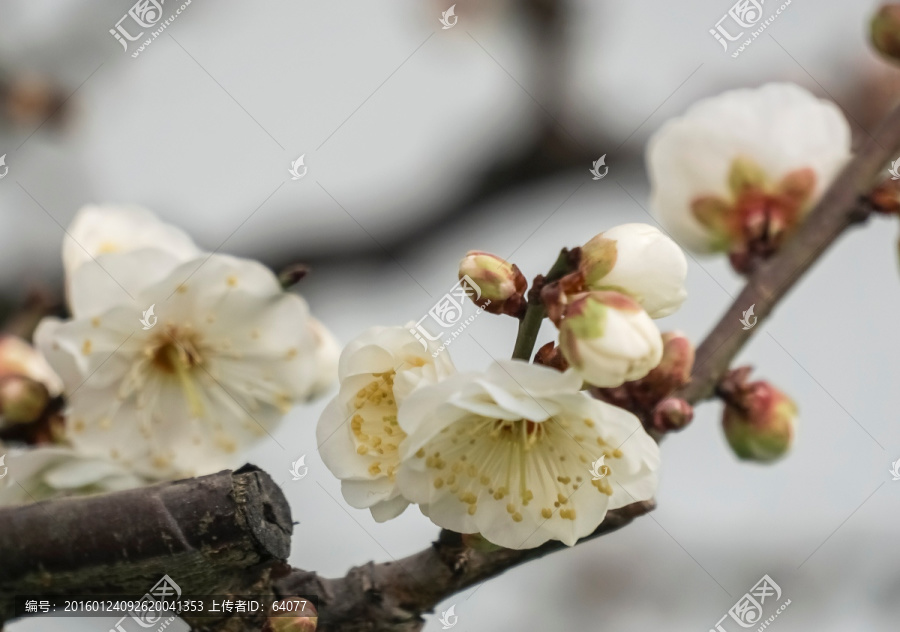 白梅