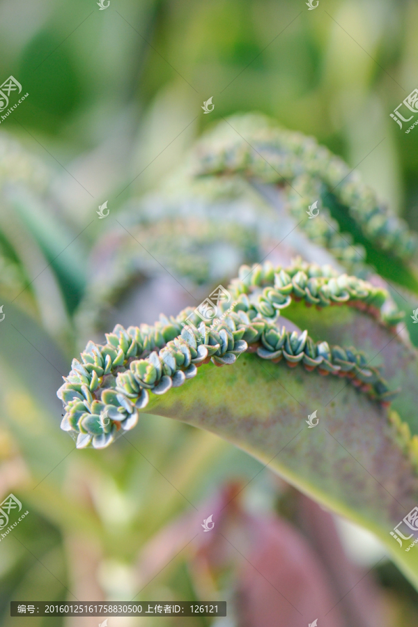 多肉植物