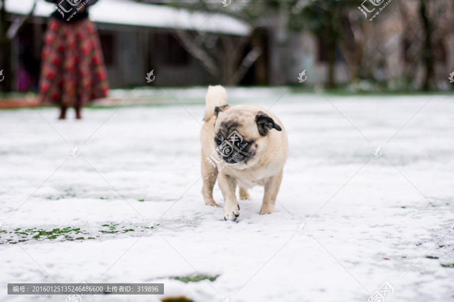 雪地里的巴哥犬
