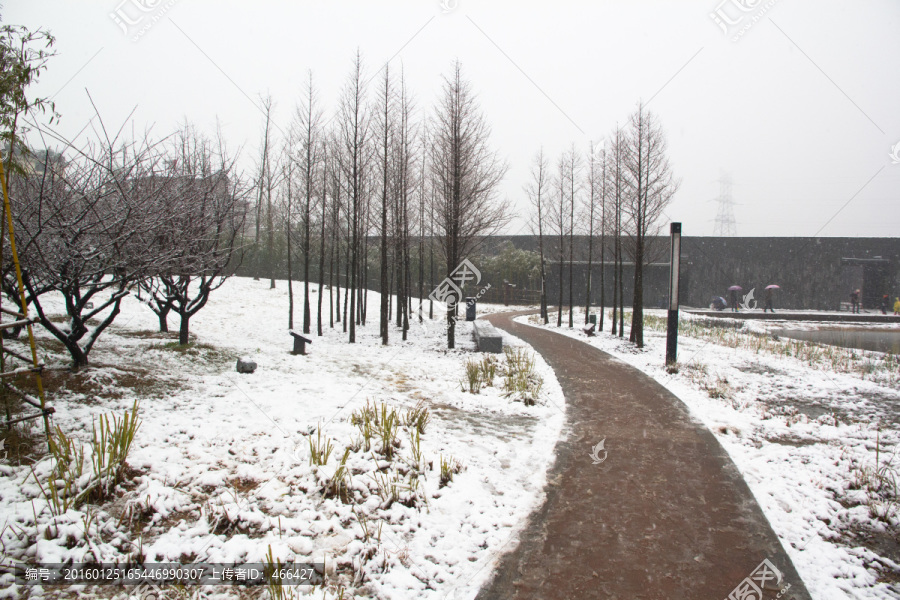 下雪天树枝雪地积雪小路