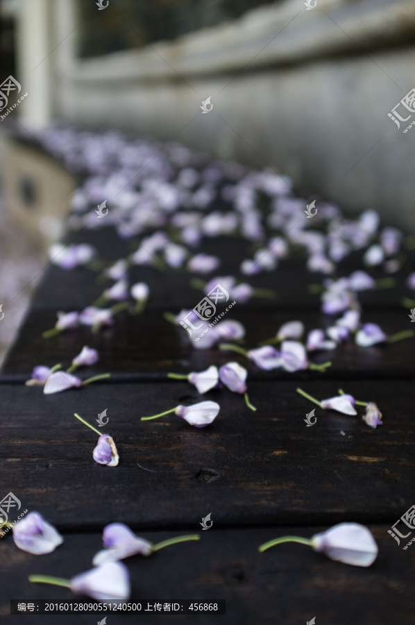 紫藤花瓣