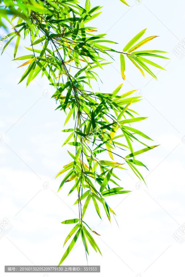 竹叶