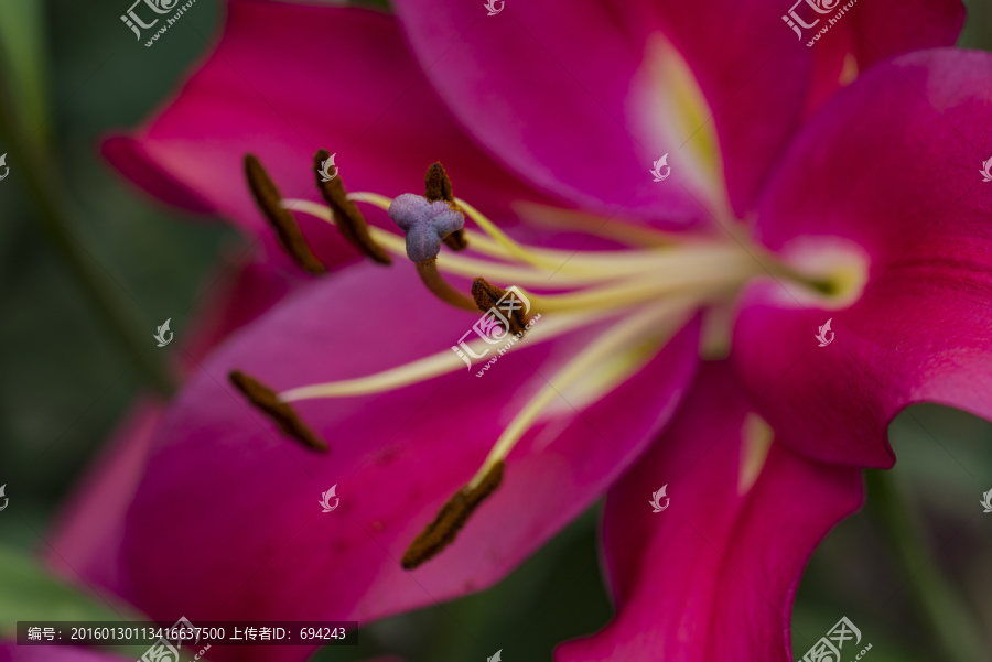 山茶花