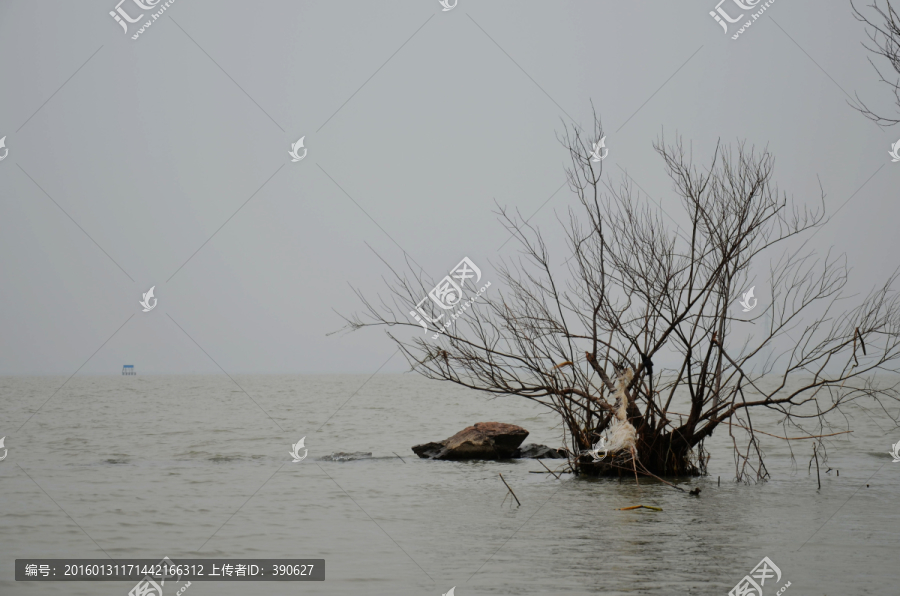 太湖枯树