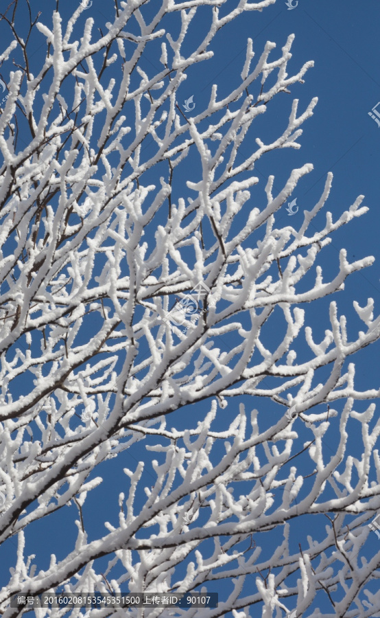 黄山雪枝