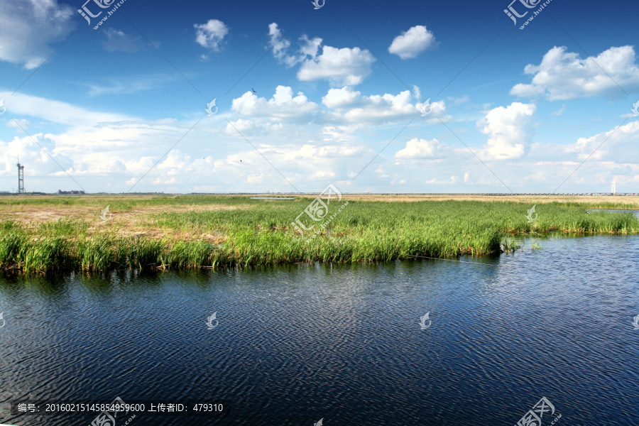 湿地,春天,芦苇,蓝天,白云