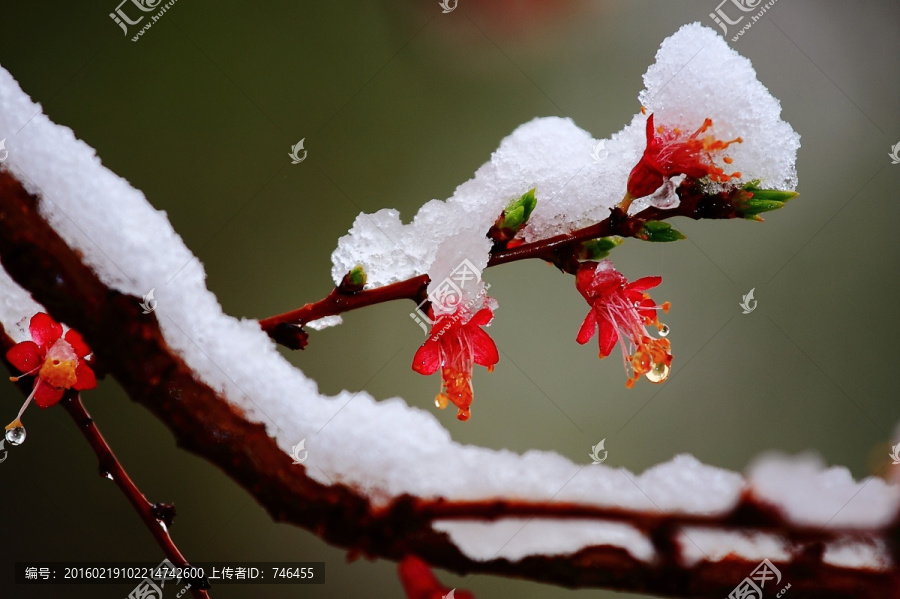 春雪杏花