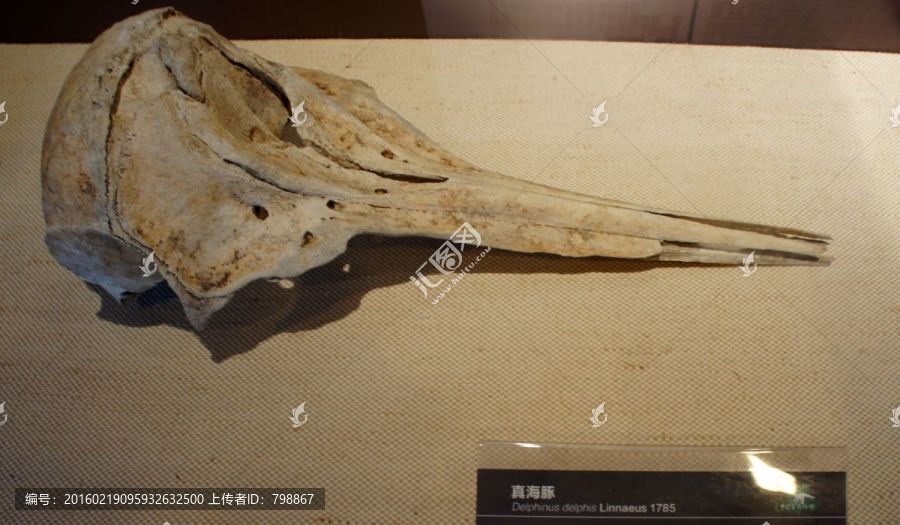 真海豚化石