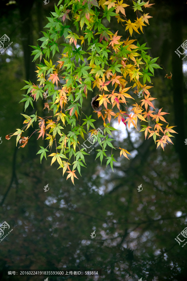 枫叶