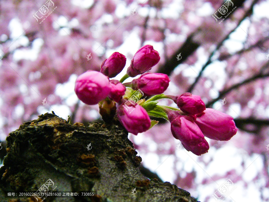 樱花花蕾