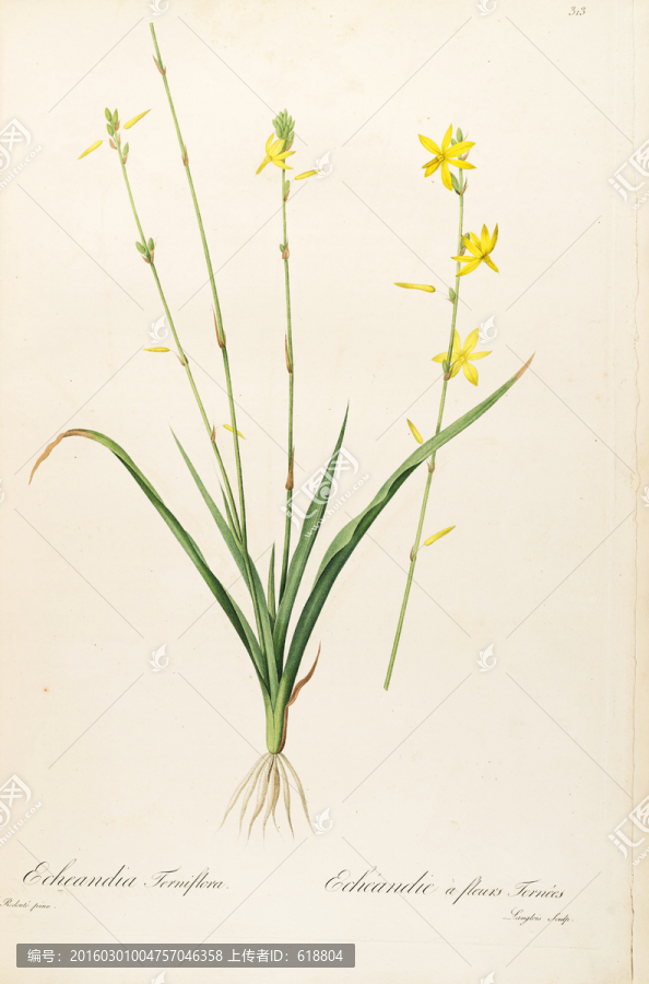 欧式古典花卉油画,画廊品质