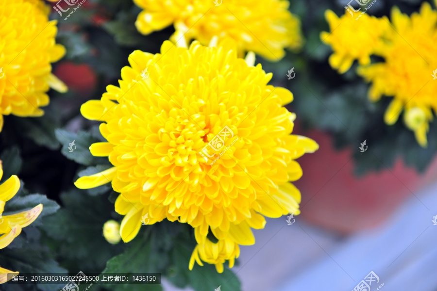 菊花,黄色花,高清花卉
