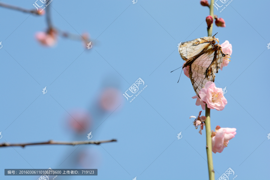 蝶恋梅