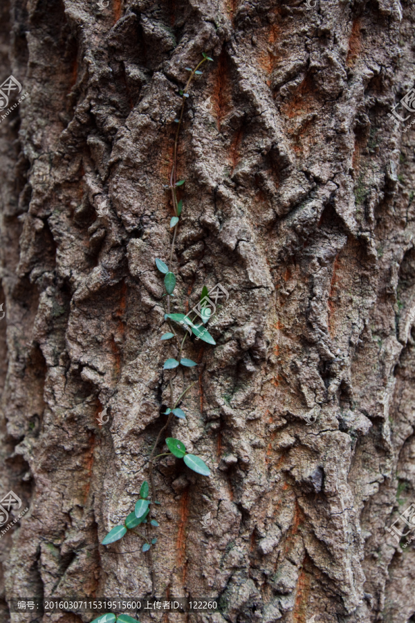 树皮,栎树