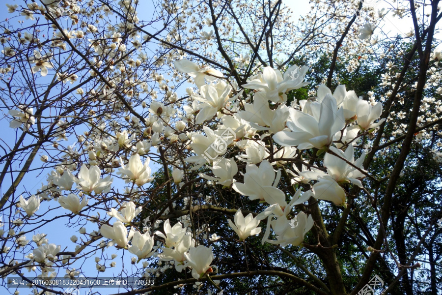 玉兰花,白云兰花,玉兰花树