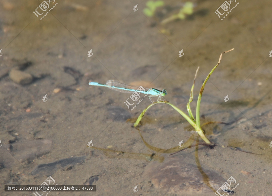 春天,草上的蜻蜓