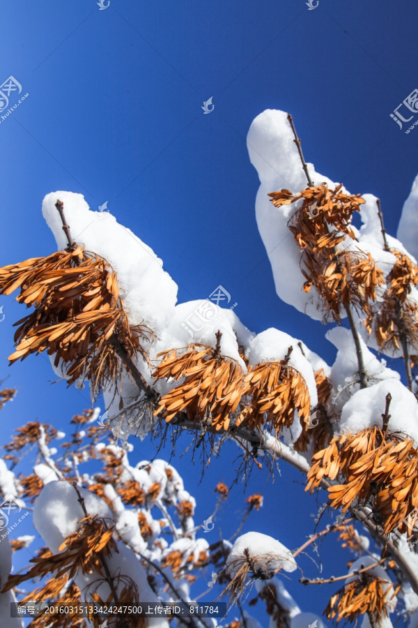 雪落白蜡树