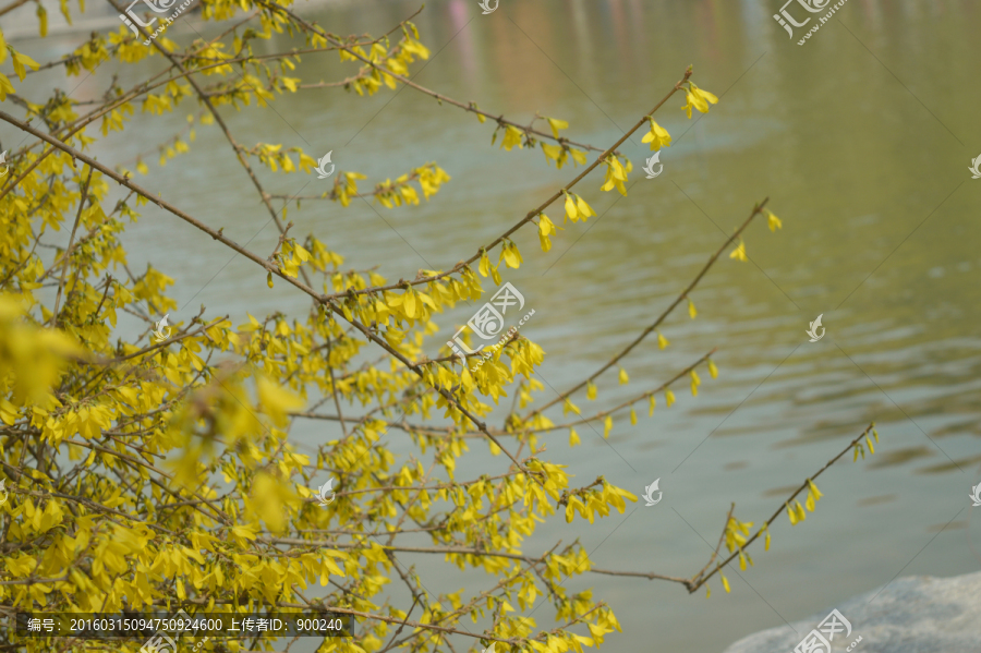 迎春花
