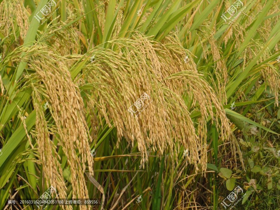 杂交水稻,无公害粮食