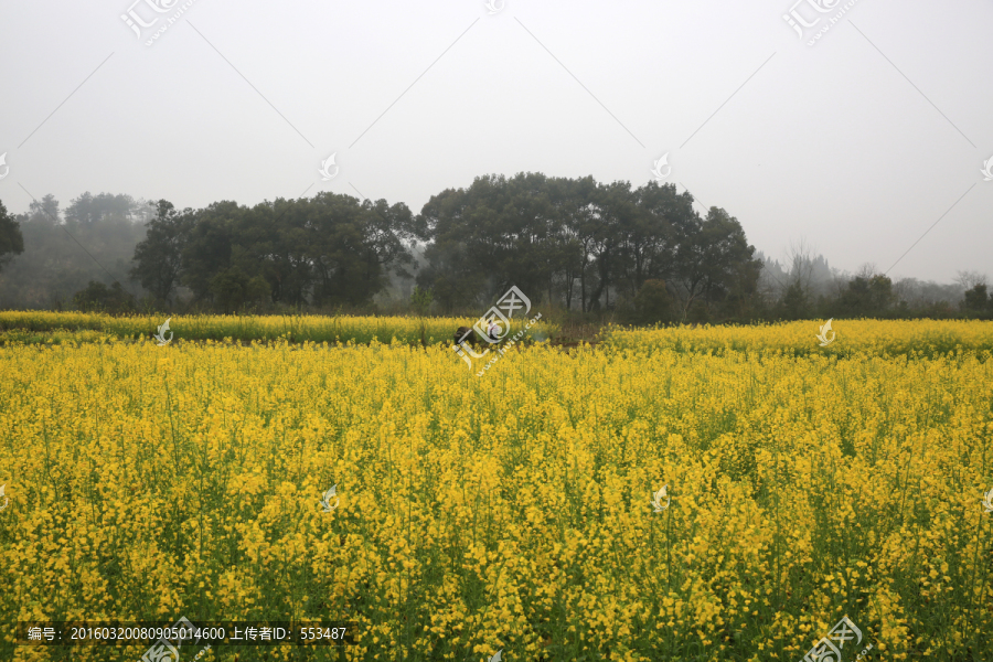 油菜花,田野,田园,农村,农事