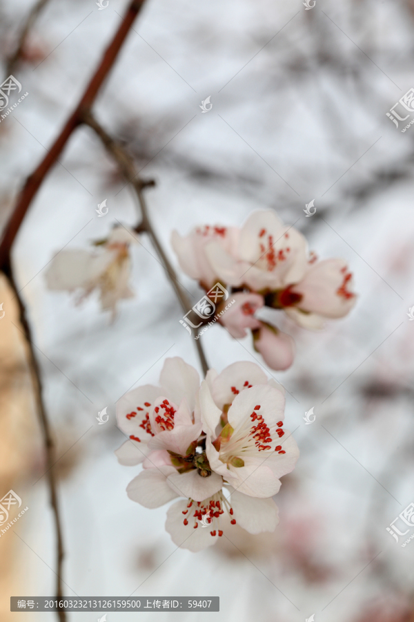 杏花,花蕊