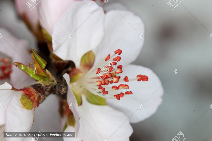 桃花盛开,花蕊