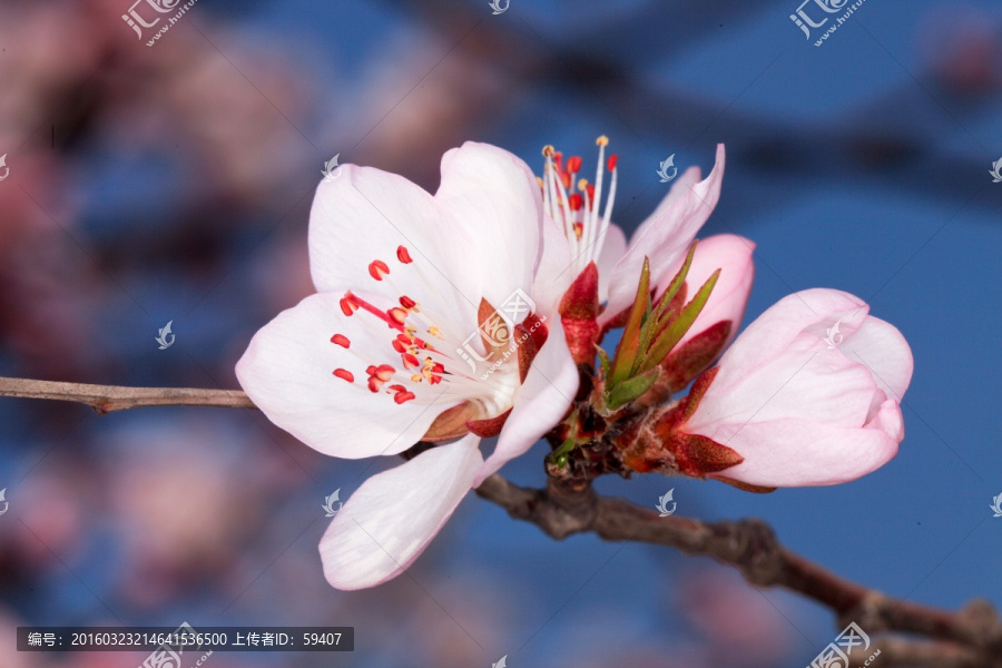 桃花盛开,花蕊