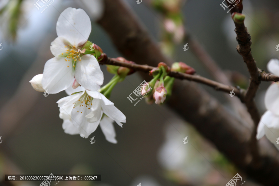 樱花挂枝