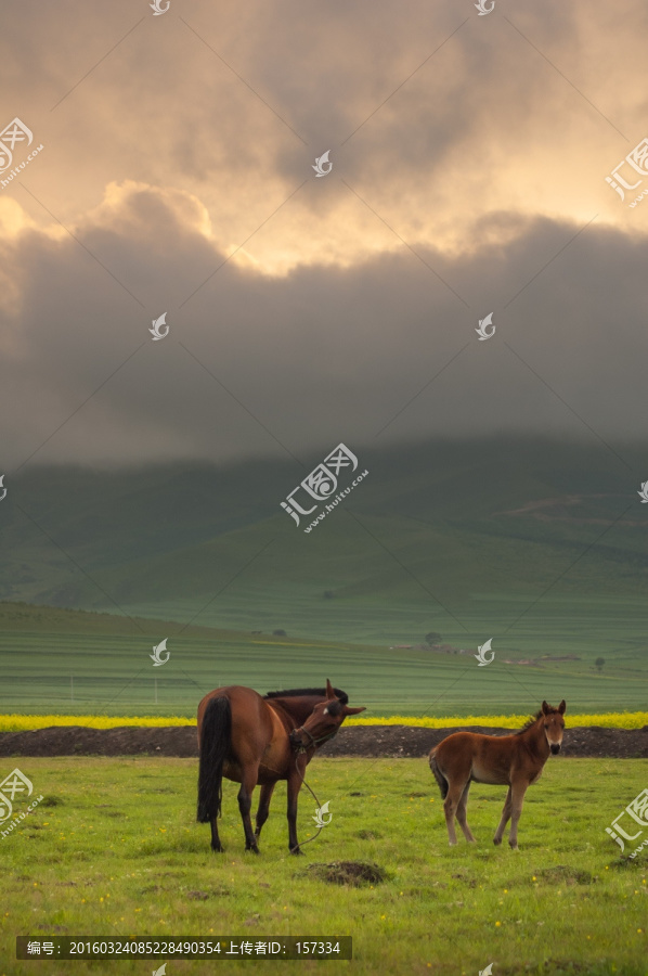 草原牧马