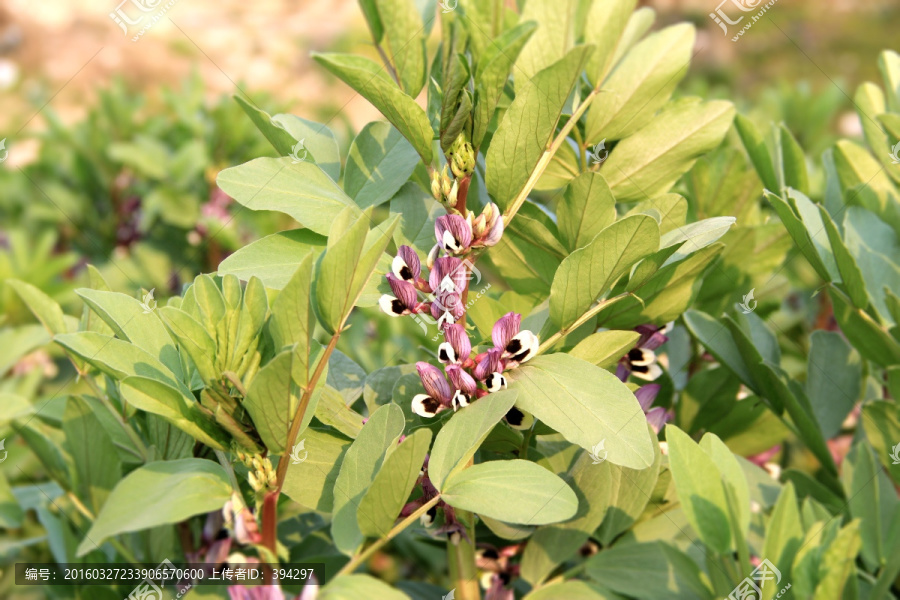 豌豆花蕊