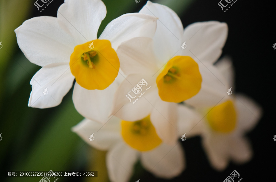 水仙花,花朵