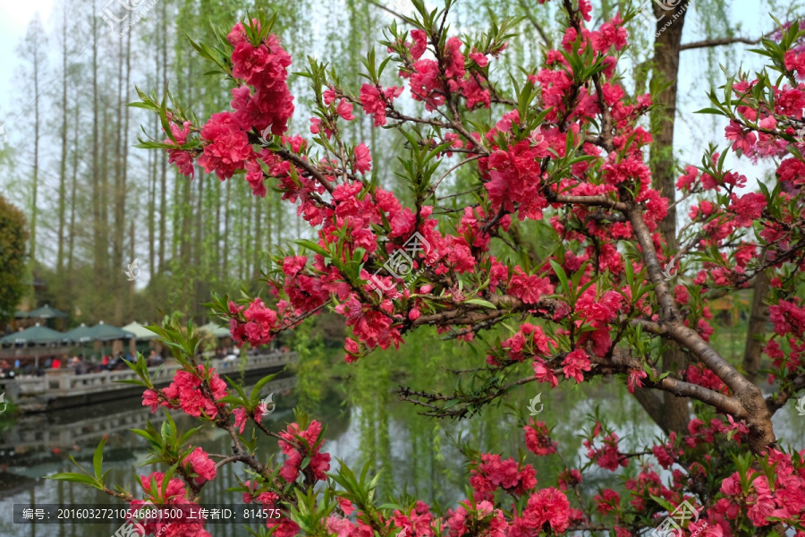 碧桃花