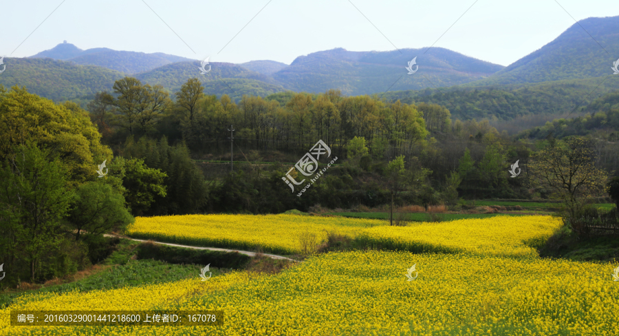 油菜花,金黄色