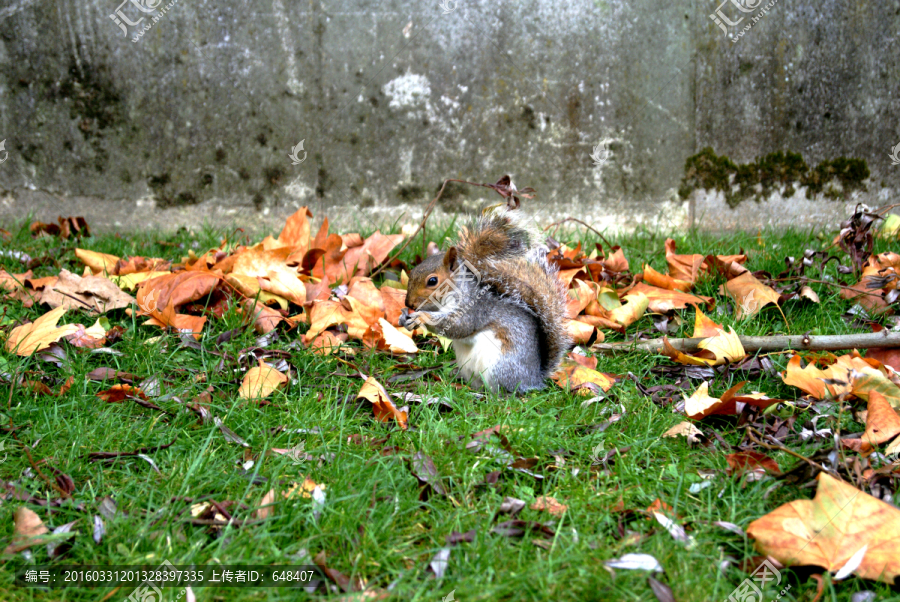 C英国圣詹姆士公园可爱小松鼠