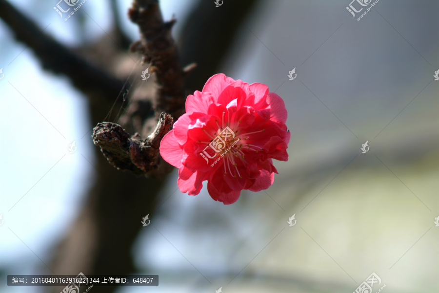 红嫩樱花