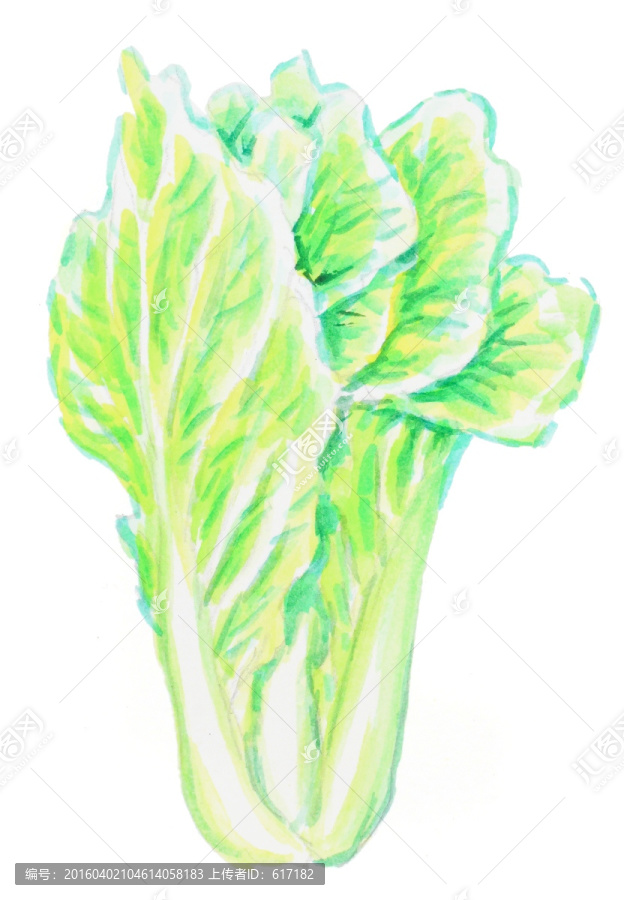 大白菜,水彩画,蔬菜,绿色食品
