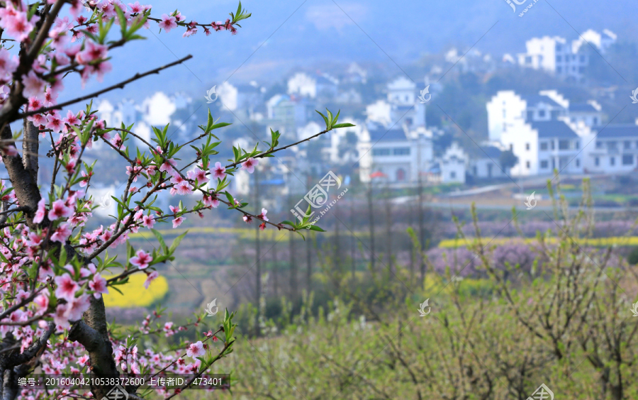 桃花