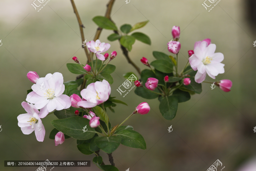 西府海棠,海棠花开