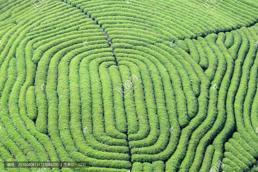 绿色指纹状茶山摄影高清图