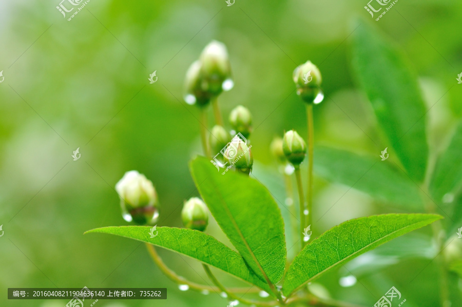 茉莉花