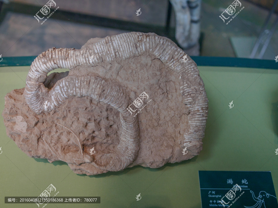 古生物游蛇化石