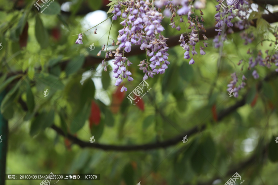 紫藤,植物,花卉