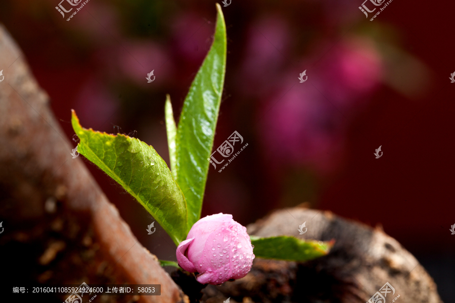 桃花花苞