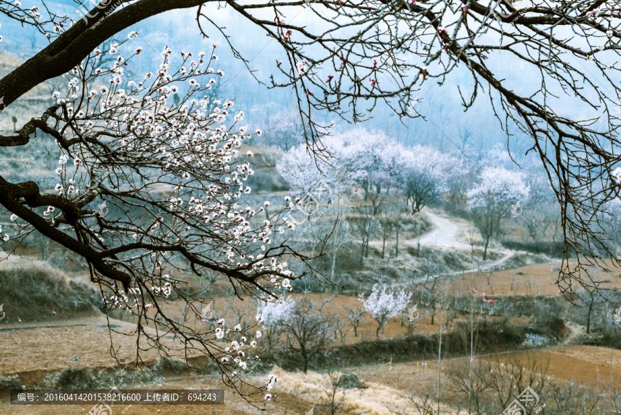 山村,杏花,白色,写生,春季